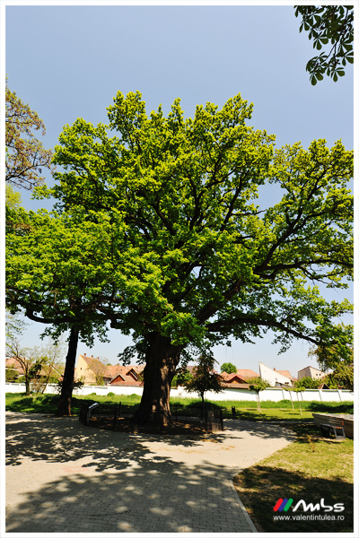 fotograf de altădată ardeal19